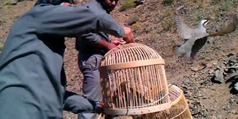 خرید ورها سازی پرندگان در خفر استان فارس