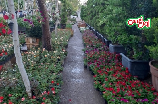 گل و گیاه قصرالدشت شیراز