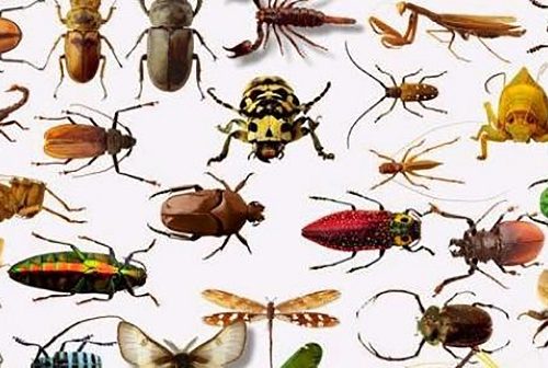 این گیاهان حشرات را از منزل شما فراری می‌دهند+عکس