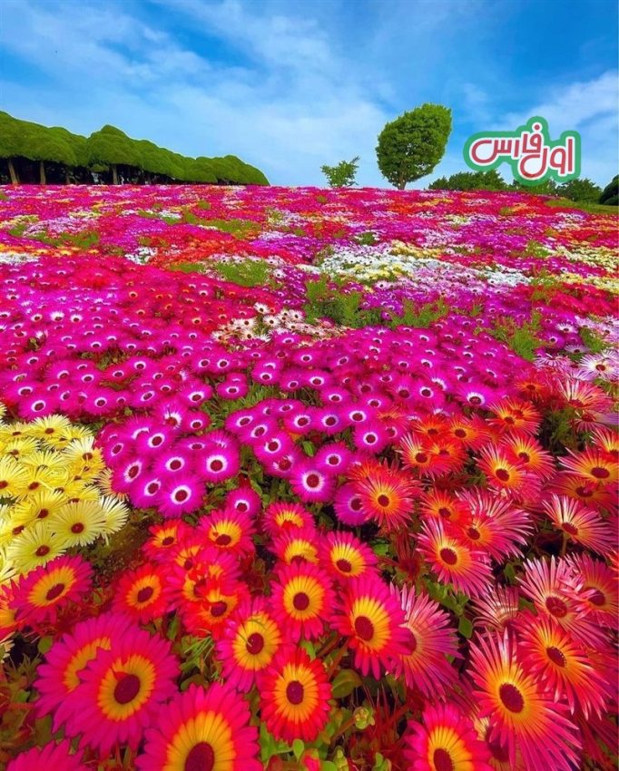 عکس بهشت گل ها در ژاپن 1