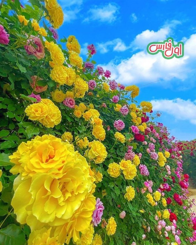 عکس بهشت گل ها در ژاپن 10