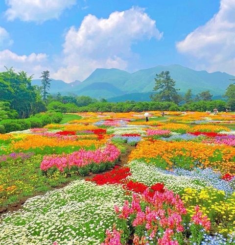 بهشتی از گل های زیبا در ژاپن +عکس