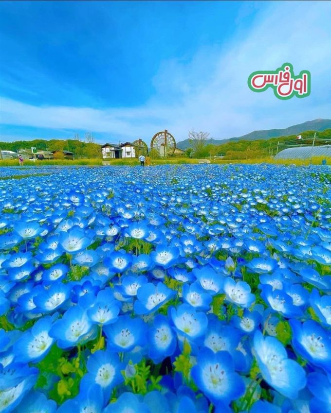 عکس بهشت گل ها در ژاپن 2