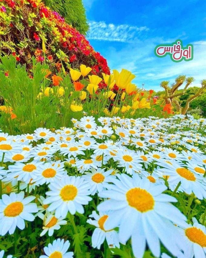 عکس بهشت گل ها در ژاپن 3