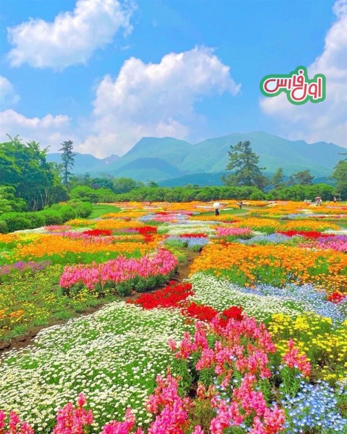 عکس بهشت گل ها در ژاپن 4