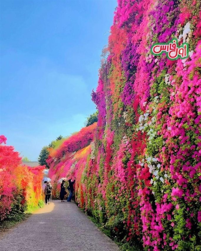 عکس بهشت گل ها در ژاپن 5