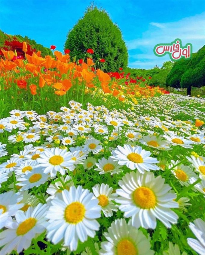 عکس بهشت گل ها در ژاپن 6