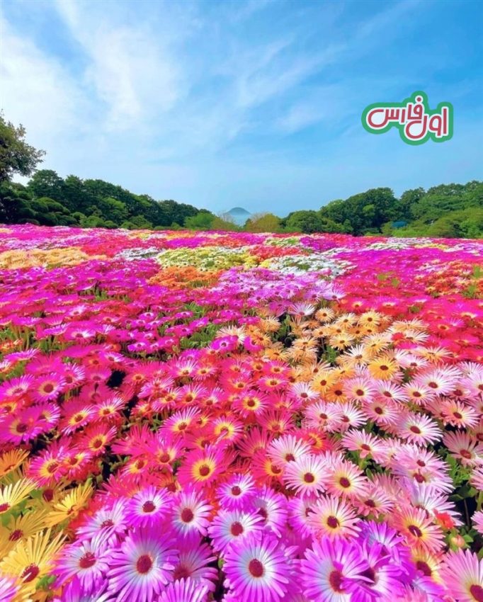 عکس بهشت گل ها در ژاپن 7