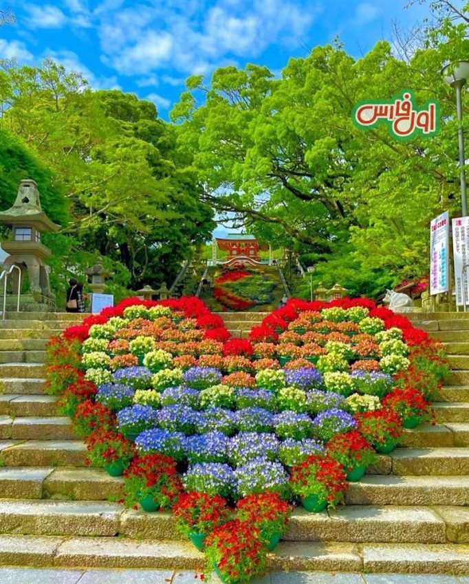 عکس بهشت گل ها در ژاپن 8