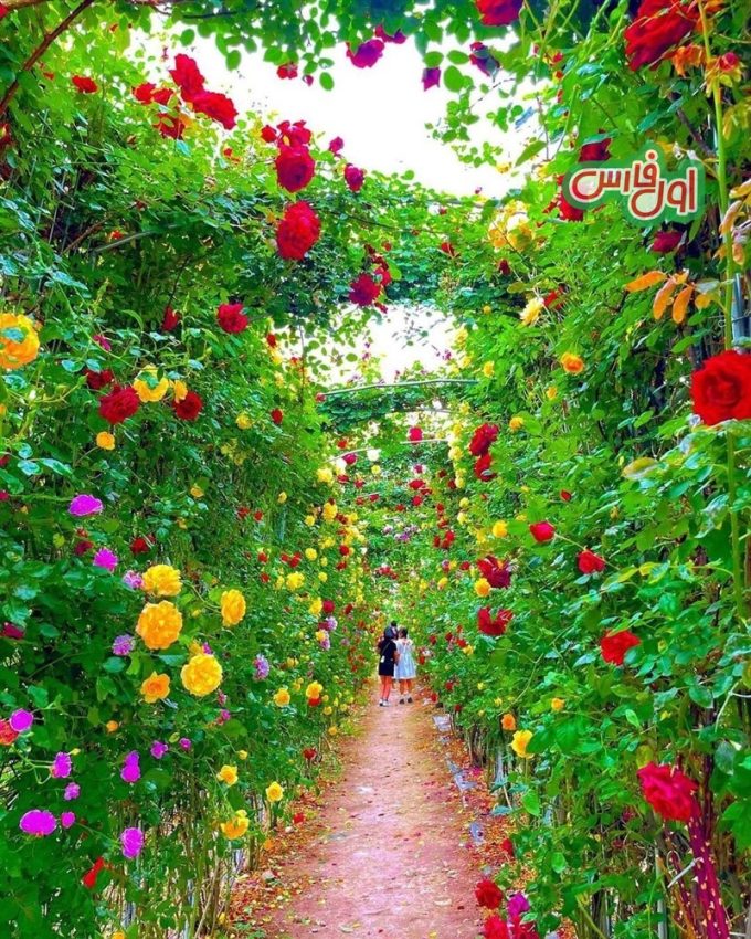 عکس بهشت گل ها در ژاپن 9