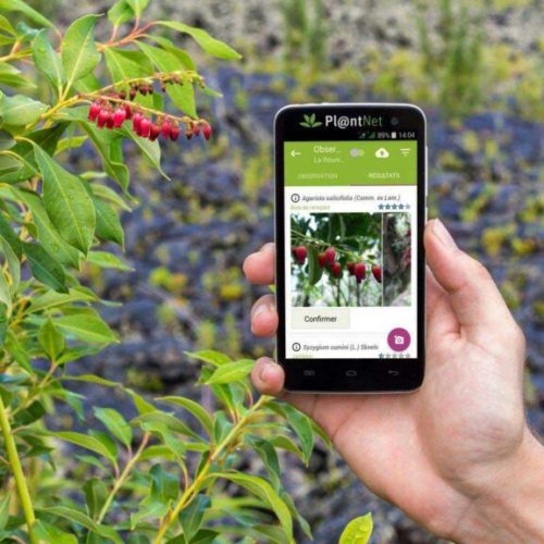 اپلیکیشن‌ PlantNet ؛ وسیله ای برای شناسایی آسان گیاهان از طریق عکس