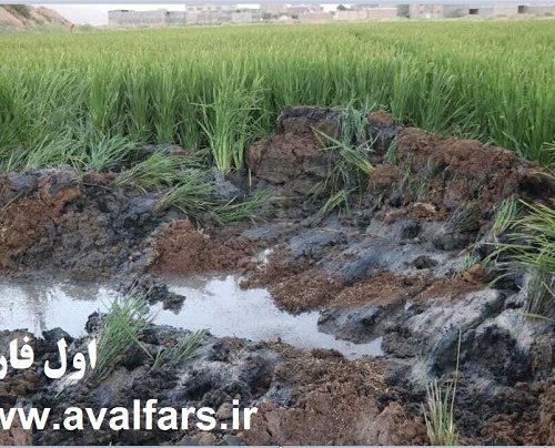 قلع و قمع تنها قسمتی از مزرعه برنج فاضلابی در جنوب شیراز پس از افشاء در فضای مجازی !