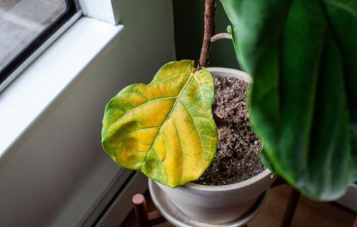 ۶ دلیل زرد شدن برگ گیاهان آپارتمانی و روش برطرف کردن آن