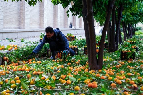 نارنج باغ ارم شیراز 13