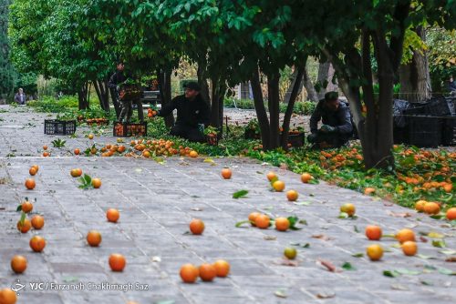 نارنج باغ ارم شیراز 15