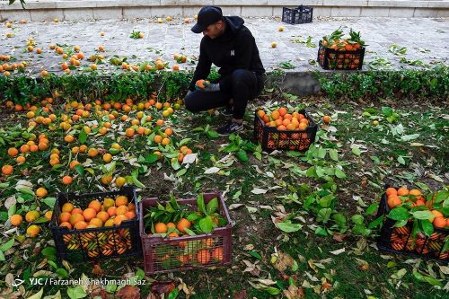 نارنج باغ ارم شیراز 18