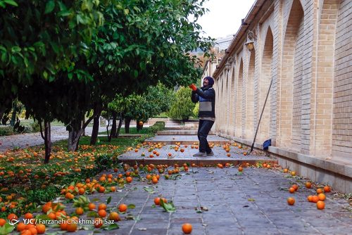 نارنج باغ ارم شیراز 8