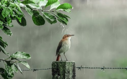پرنده باران