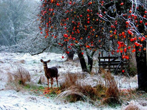 کلکسیون والپیپر زیبای مناظر زمستانی برای خوش کردن هوای دل تان 13