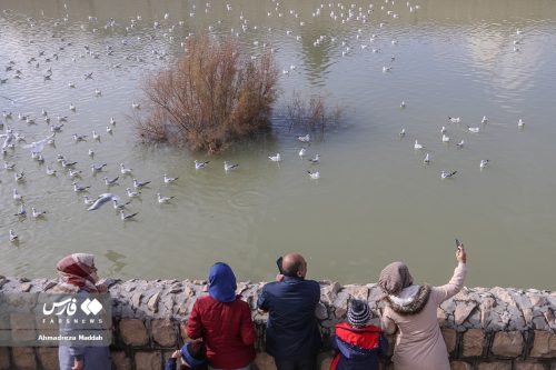 تصاویر زیبای مرغان دریایی در شیراز 1