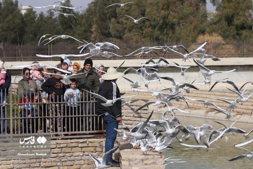 تصاویر زیبای مرغان دریایی در شیراز 13