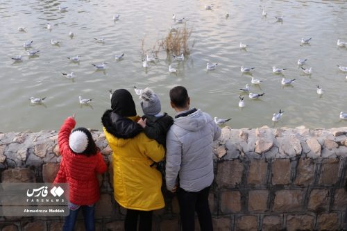 تصاویر زیبای مرغان دریایی در شیراز 20