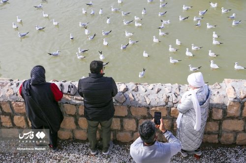 تصاویر زیبای مرغان دریایی در شیراز 24