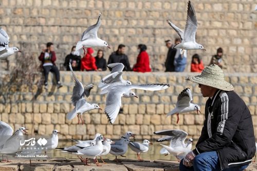 تصاویر زیبای مرغان دریایی در شیراز 3