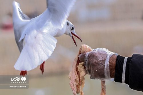 تصاویر زیبای مرغان دریایی در شیراز 6