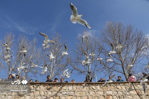 تصاویر زیبای مرغان دریایی در شیراز 8