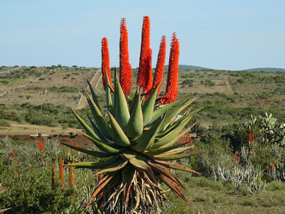 Aloe Vera Ferox Plant