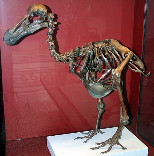 Dodo Skeleton Natural History Museum London England