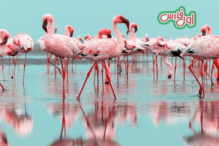 تصاویر 10 تا از زیباترین پرندگان جهان که حال دل تان را خوش می کند