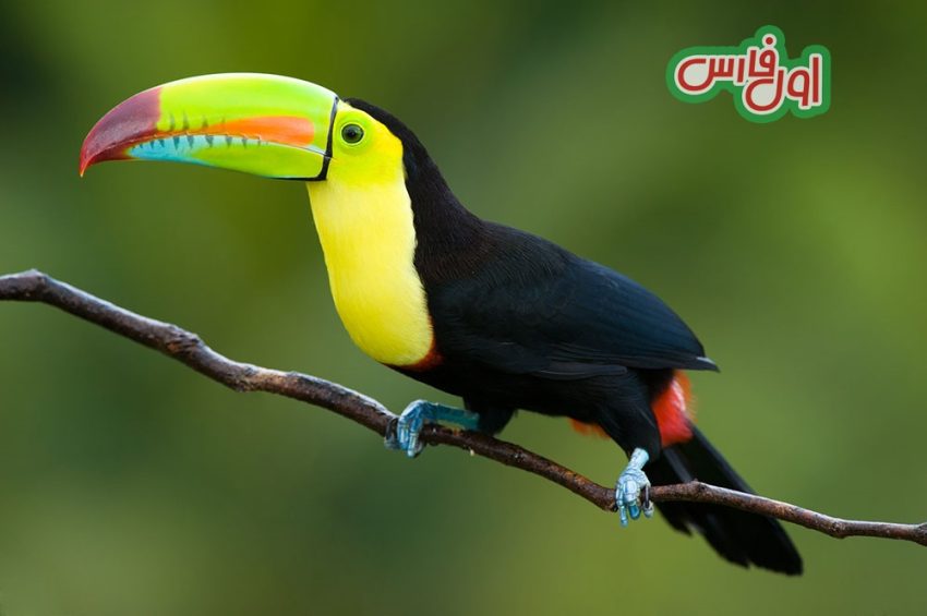 تصاویر 10 تا از زیباترین پرندگان جهان که حال دل تان را خوش می کند