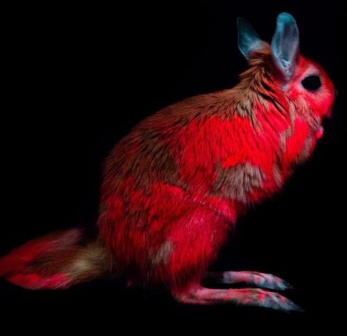 کشف نوعی خرگوش‌ که از خود نور صورتی منتشر می‌کند