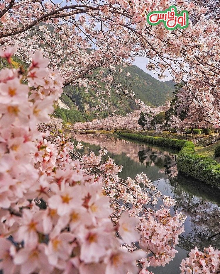 Cherry blossom overload Have you ever been to Japan when Cherry Blossom season 6