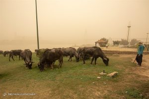 Photos of Ahvaz in Khuzestan 27