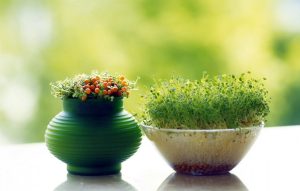 lanting 8 beautiful plants for the greenery of Nowruz 5