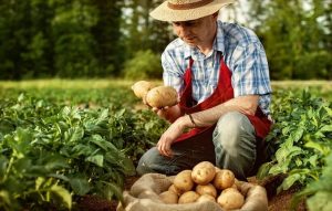 potato old farmers