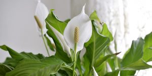 rezvanflower لیلی یا سوسن صلح Spathiphyllum