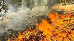 آتش سوزی در جنگل‌های بخش دشمن زیاری ممسنی