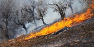 درخواست کمک جهت اطفای آتش سوزی در ارتفاعات کامفیروز