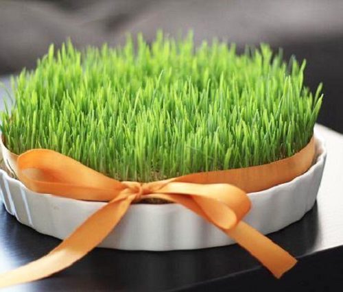آموزش کاشت انواع سبزه برای تزیین سفره هفت سین عید نوروز