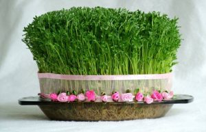 آموزش کاشت انواع سبزه برای تزیین سفره هفت سین 3