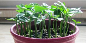 آموزش کاشت انواع سبزه برای تزیین سفره هفت سین 4