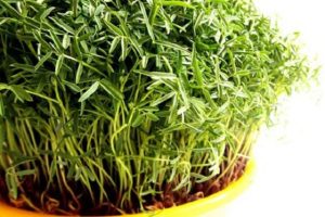 آموزش کاشت انواع سبزه برای تزیین سفره هفت سین 9