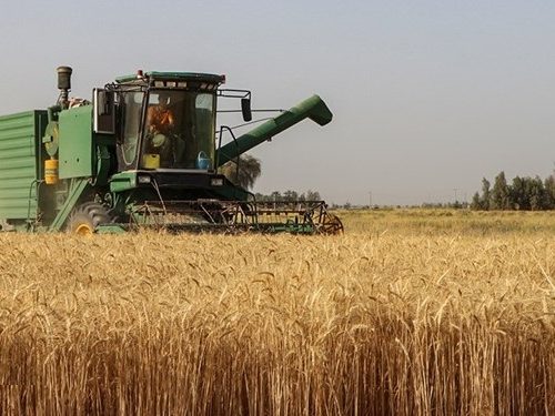 توقف فعالیت ۲۰۰۰ دستگاه کمباین در مزارع گندم استان فارس بدلیل نبود سوخت