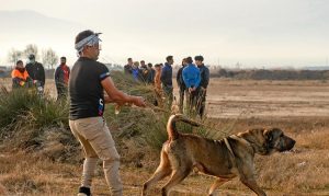 جنگ سگ‌ها در گلوگاه مازندران 14