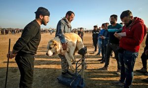 جنگ سگ‌ها در گلوگاه مازندران 15