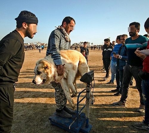 ماجرای مسابقه جنجالی جنگ سگ‌ها در گلوگاه مازندران+تصاویر